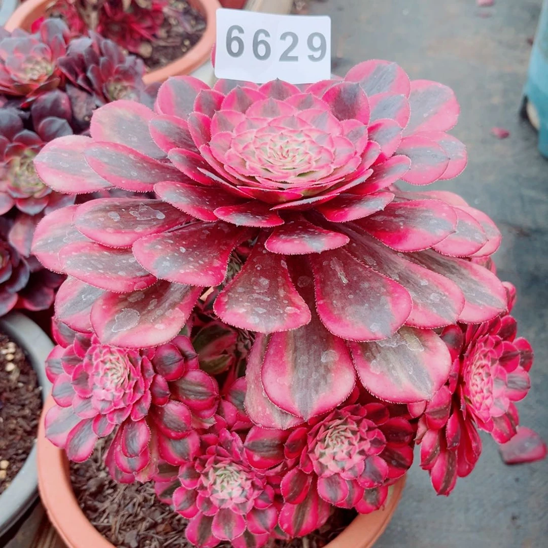 粉铜捧花多肉发货发货