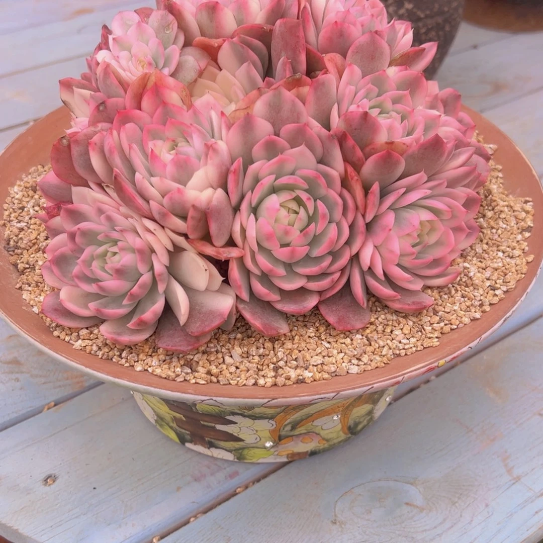 猪***噜无花朵111141111111