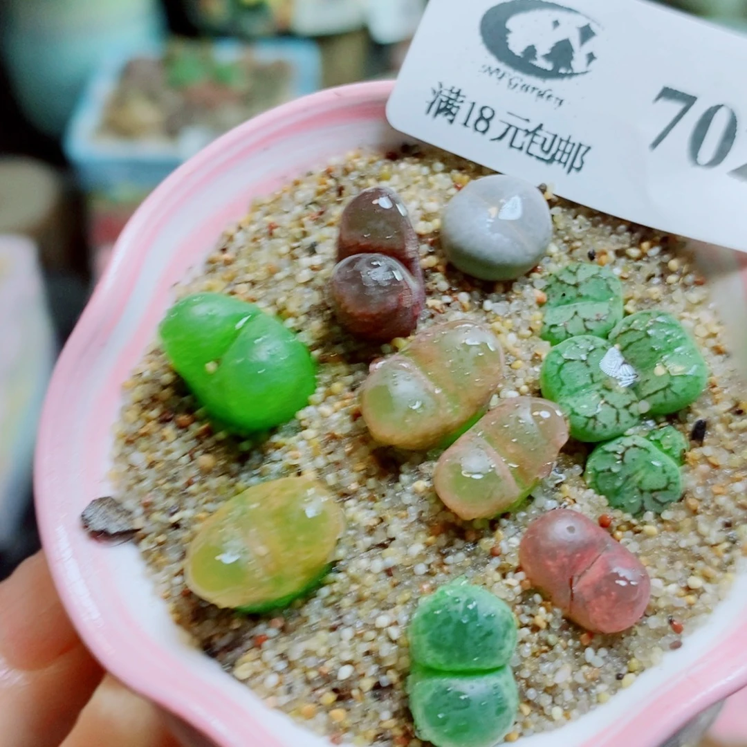 生石花花花花花花702