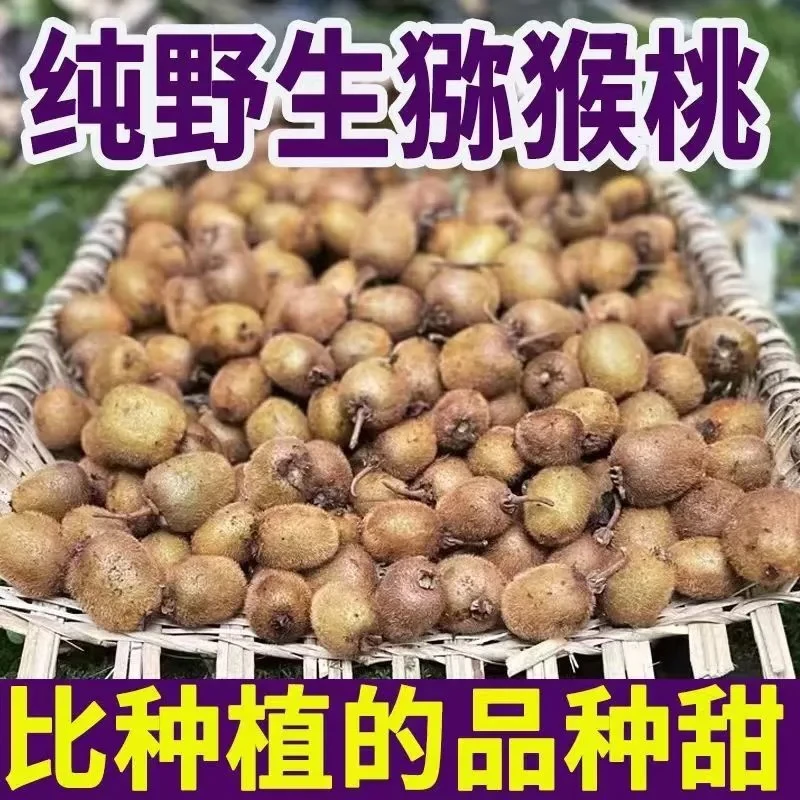 四川野生猕猴桃新鲜包邮小猕猴桃迷猴应季孕妇水果泡酒猕猴桃