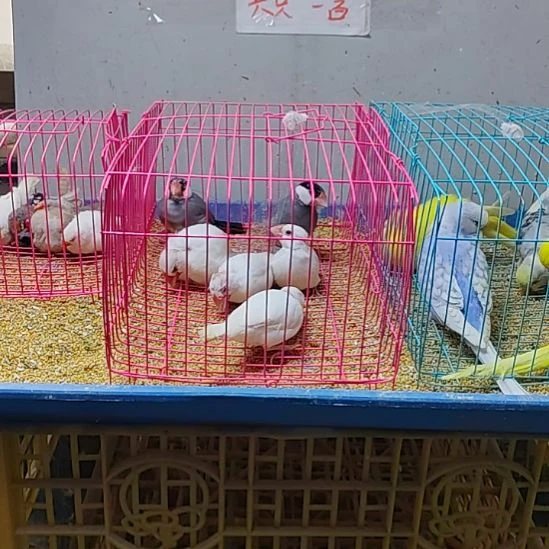 极***动文鸟特价文鸟断尾少毛爪子有瑕疵六只