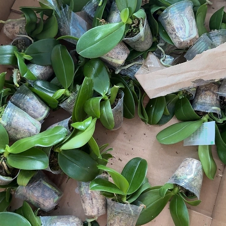 当前无花栽培后可以开花EQ狗