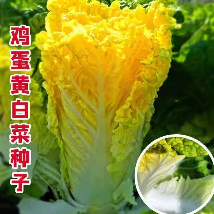 【鸡蛋黄白菜种子】四季种植盆栽地栽阳台小院种植