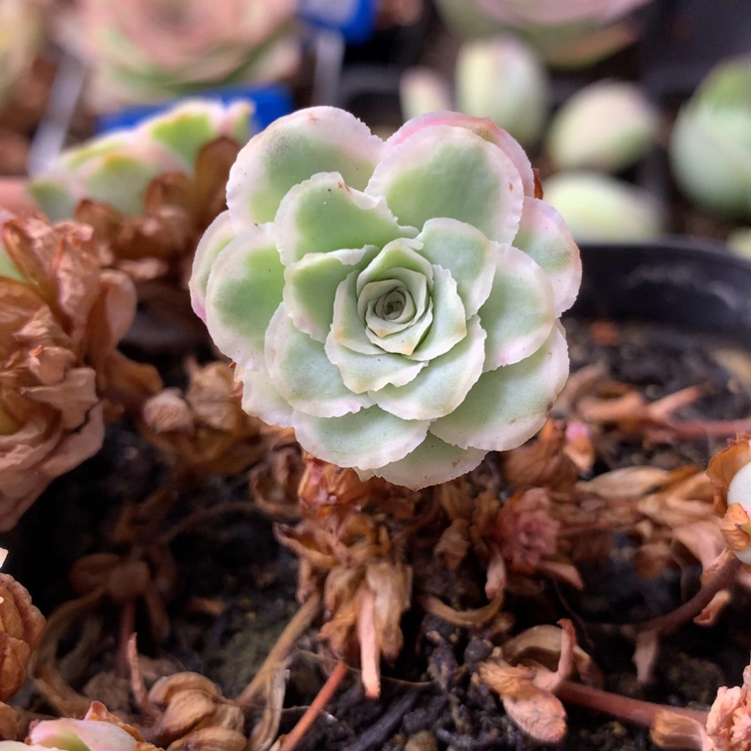 一物一拍秋夕侧牙666