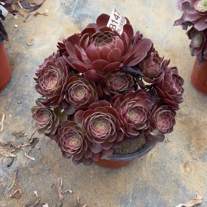 赤焰莲多肉处理不包断头147