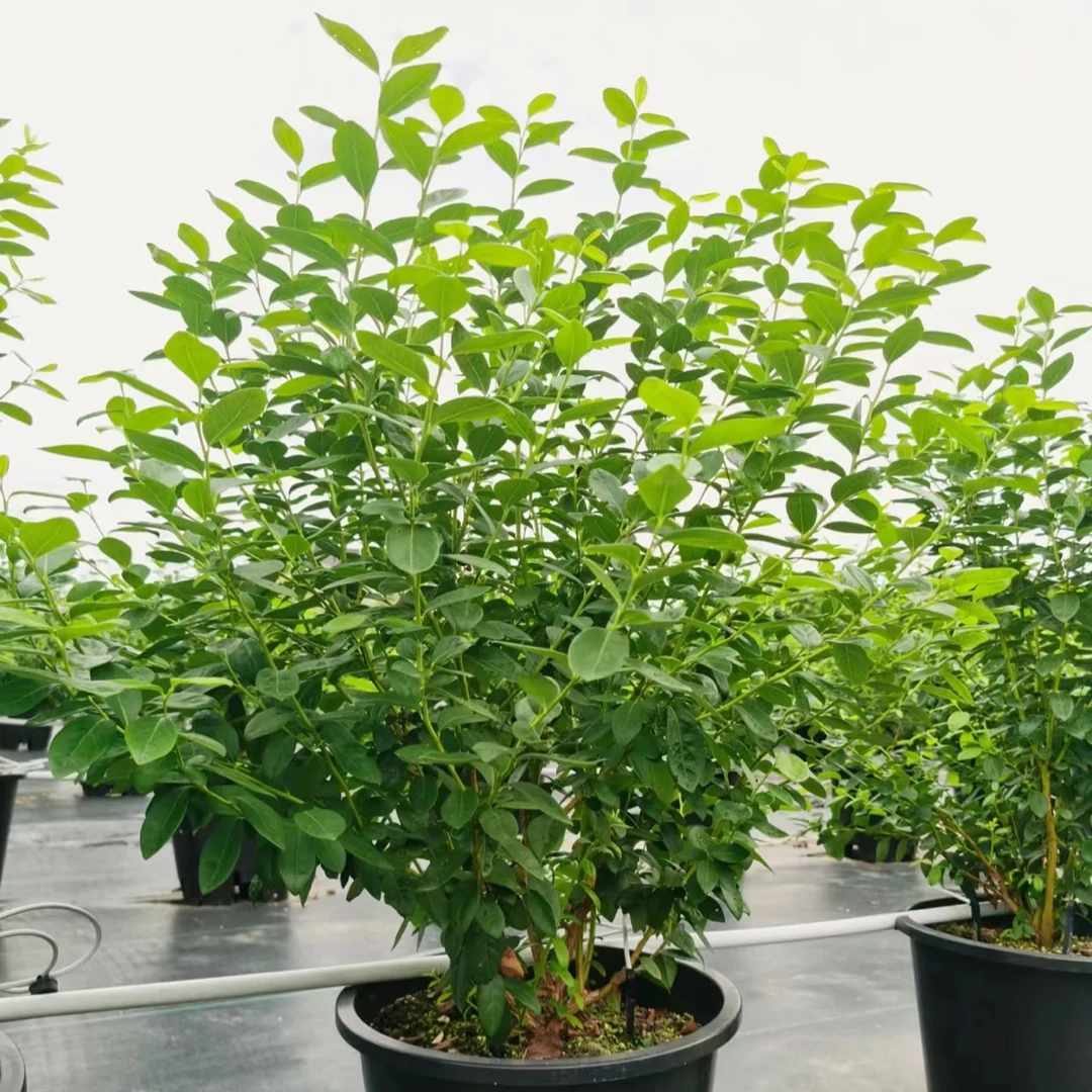 【带花芽带花苞】大蓝莓苗适合南北方种植庭院阳台盆栽绿植花卉