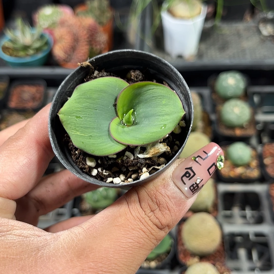 艳镜单头发货单头发