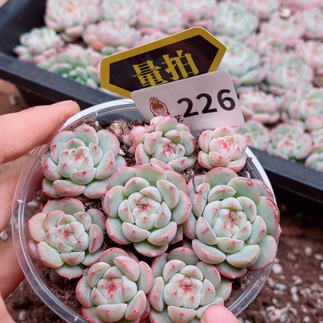 多肉植物多肉植物