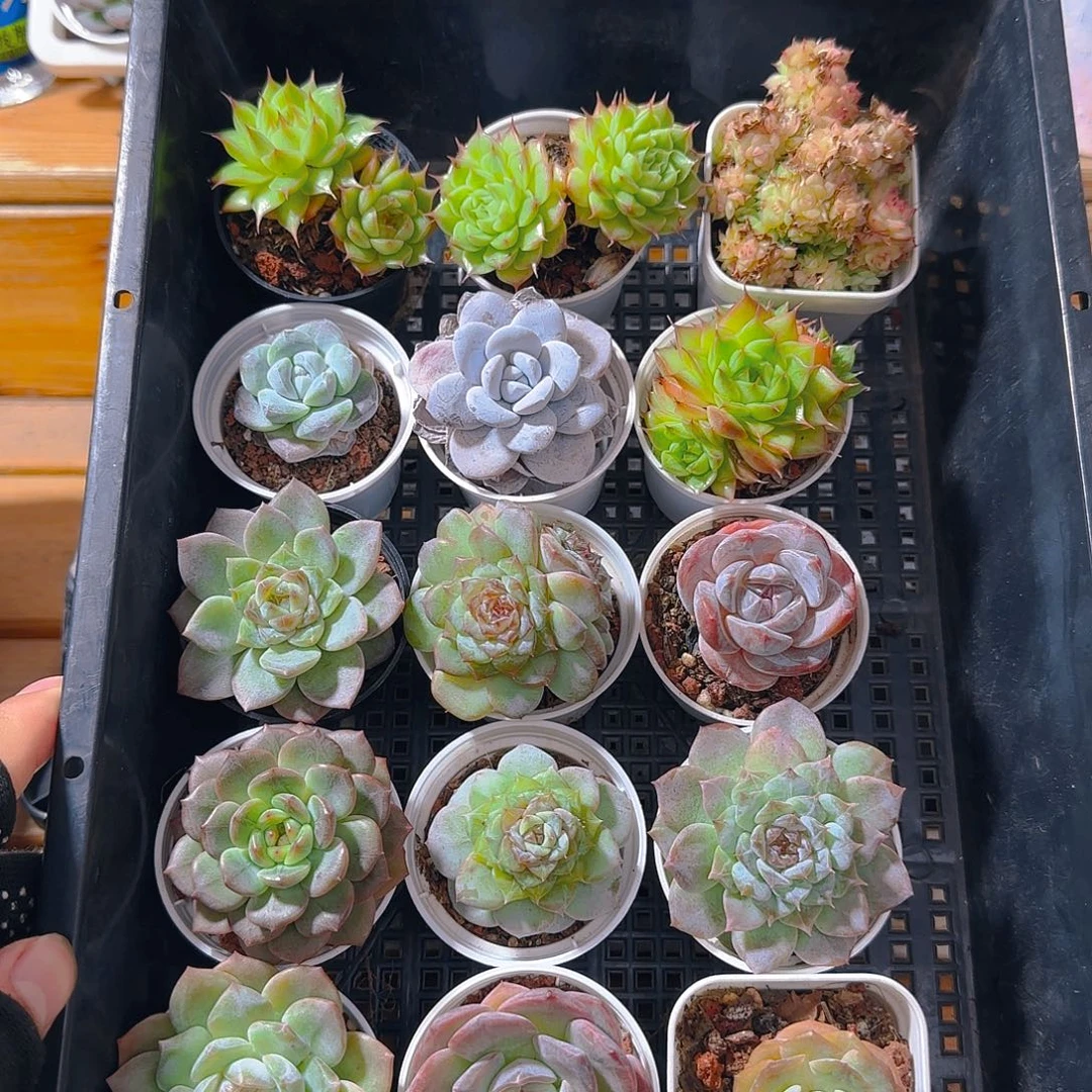 框拍多肉1021--09