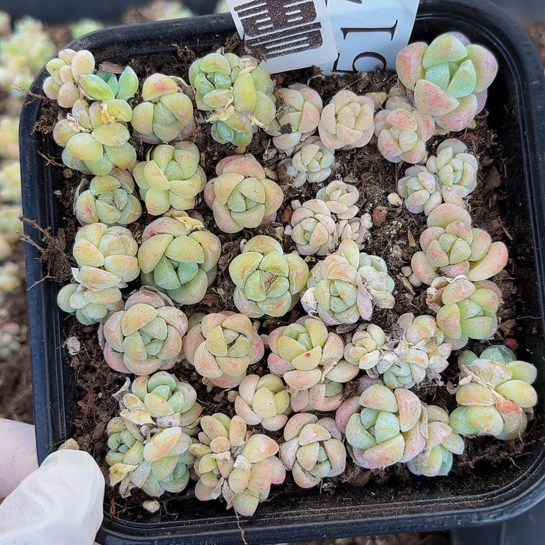 多肉植物多肉植物517量拍