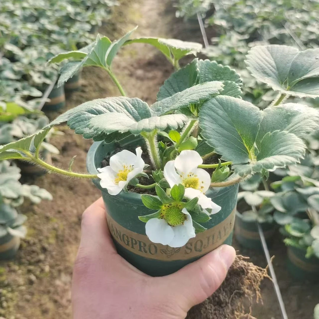 红果草莓苗奶油草莓四季草莓红颜草莓久香草莓阳台盆栽原土原盆