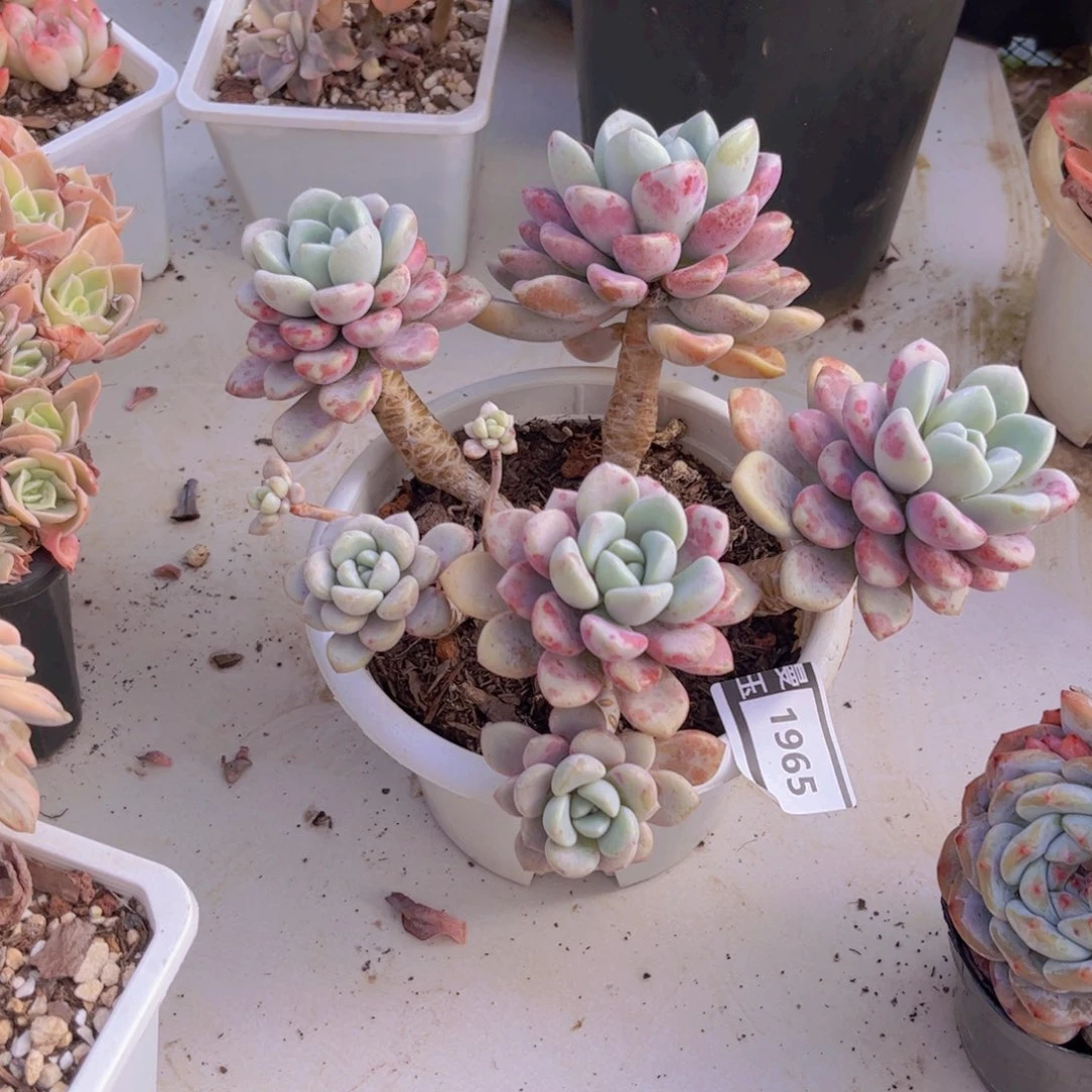 花斑鹿多肉植物1965