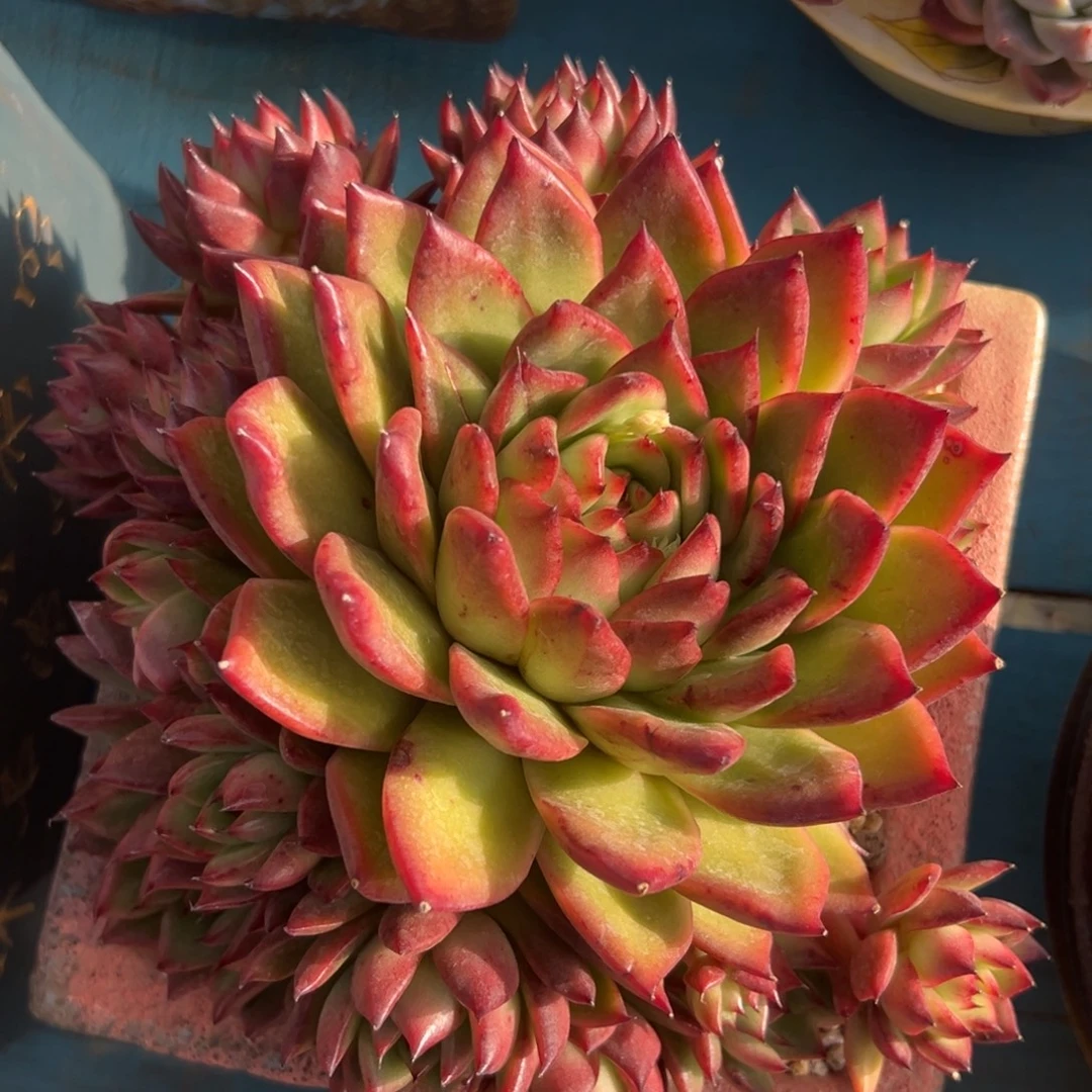 多肉植物一物一拍
