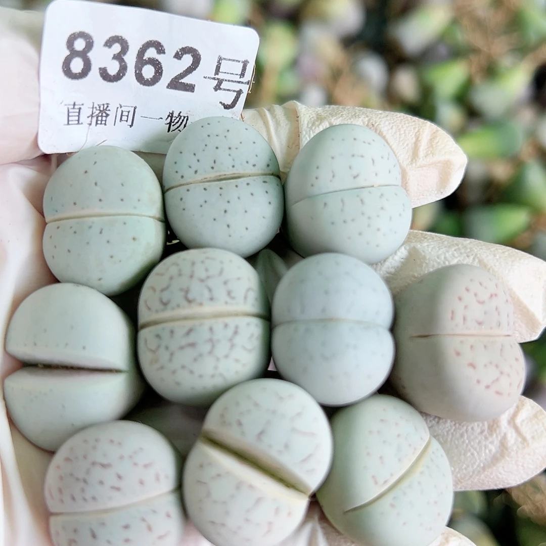 8362 好养易活生石花大母本10个2cm左右