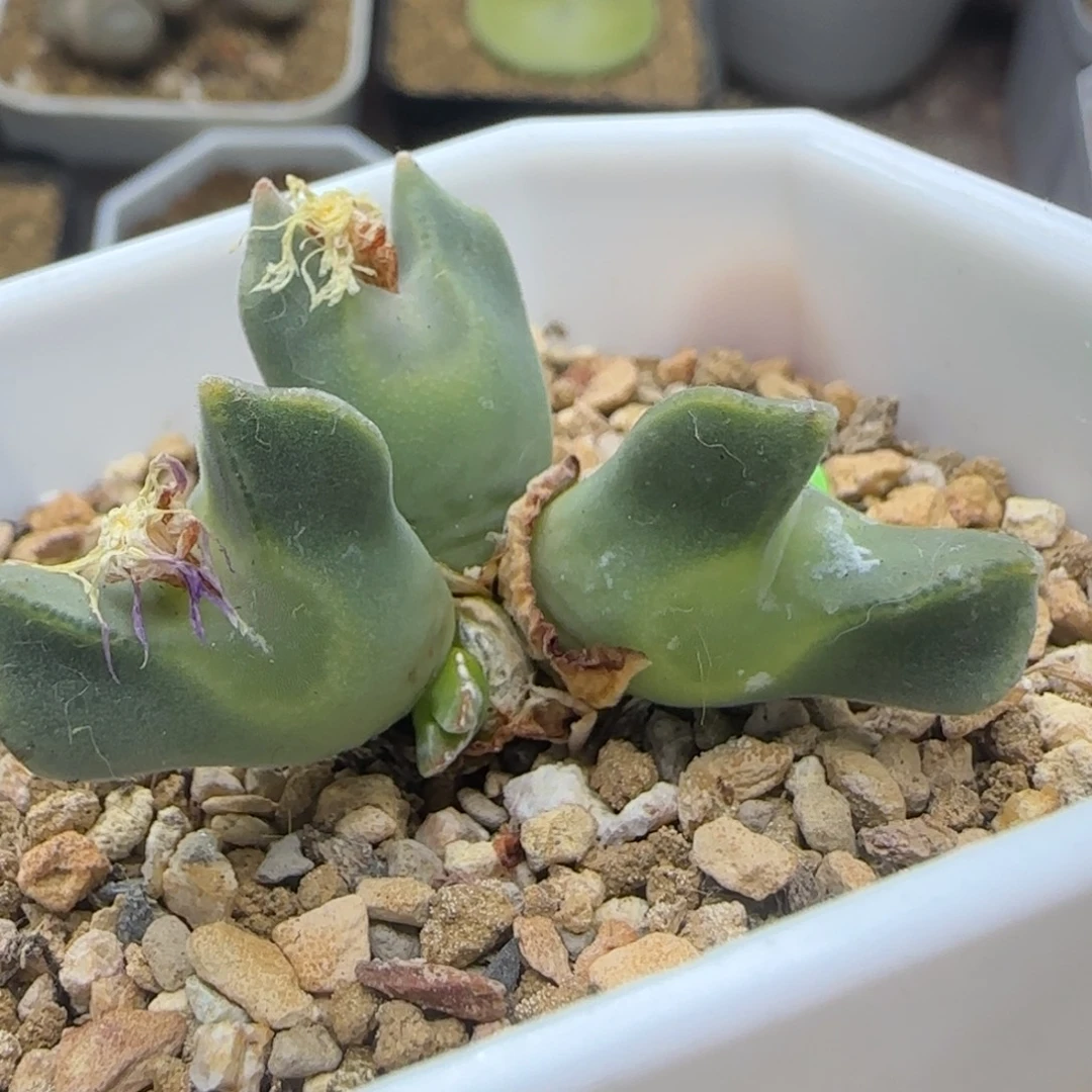 大眼睛空蝉多肉157