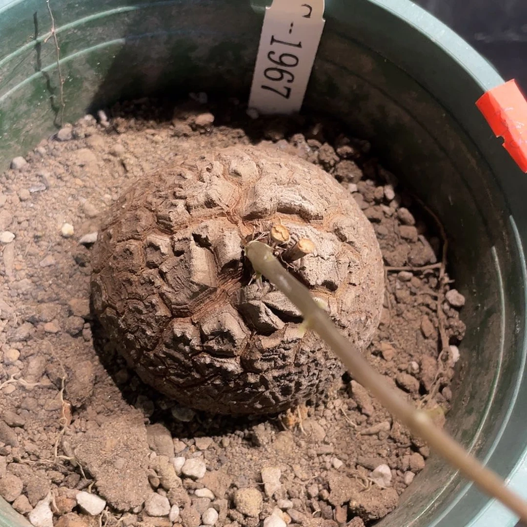 1967盆栽龟不退不换