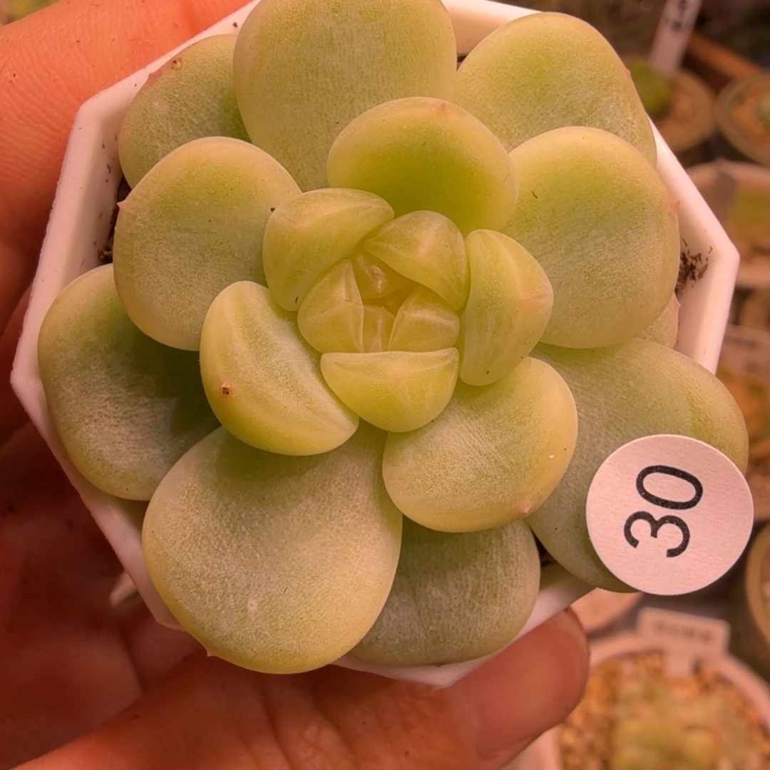 30号童话一物一拍