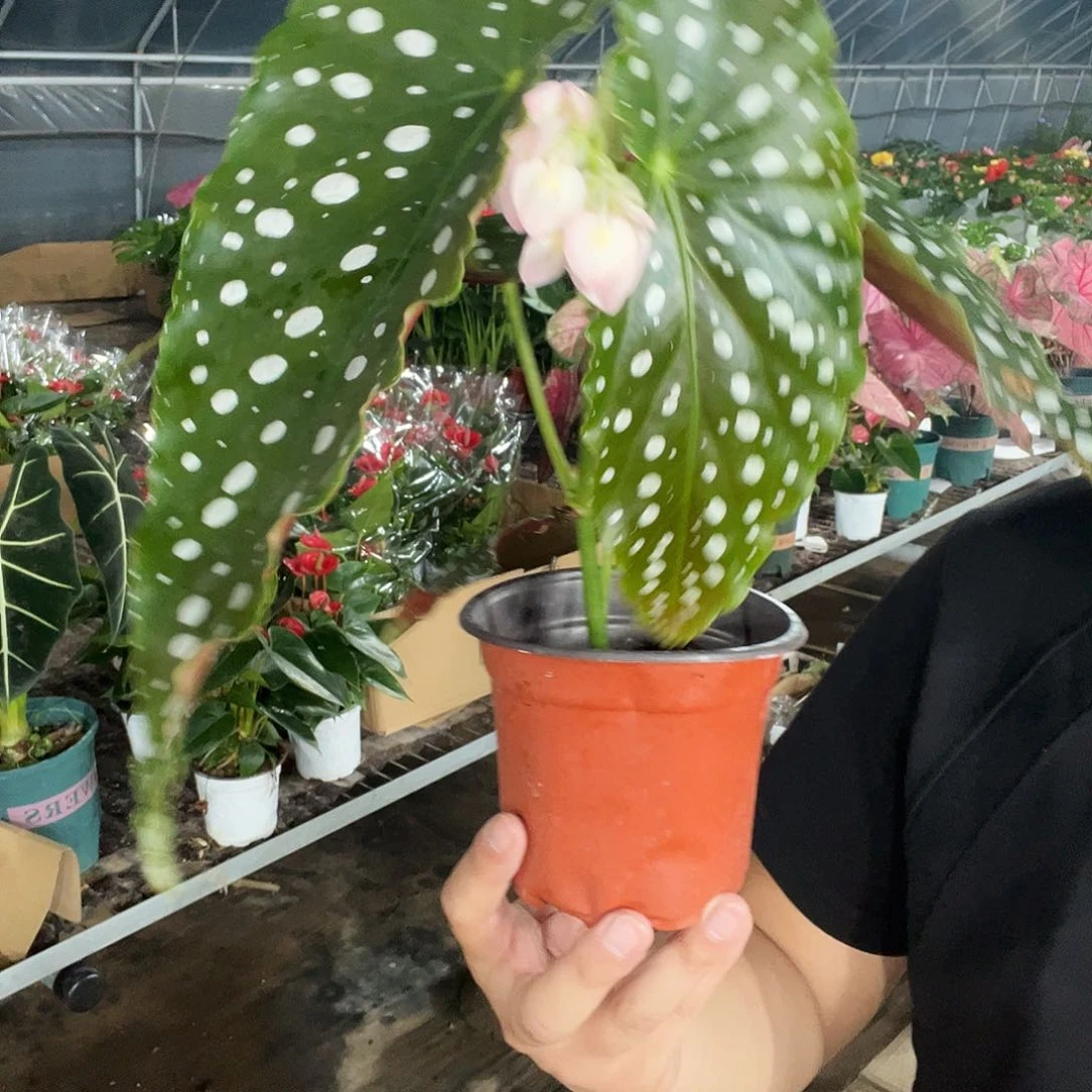 完全开放粉旗鱼一颗原盆原土