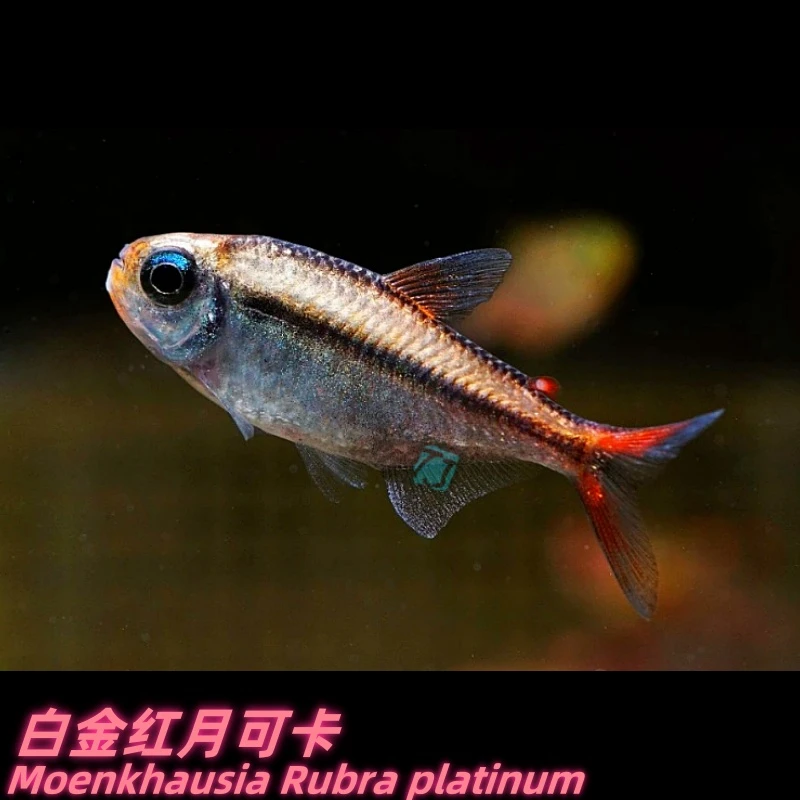 白金红月可卡 巴西野采灯鱼 包损/满额包邮@【TJ水族社】