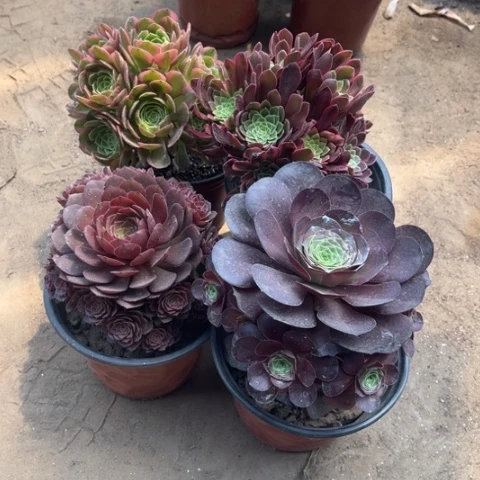 010多肉植物组合