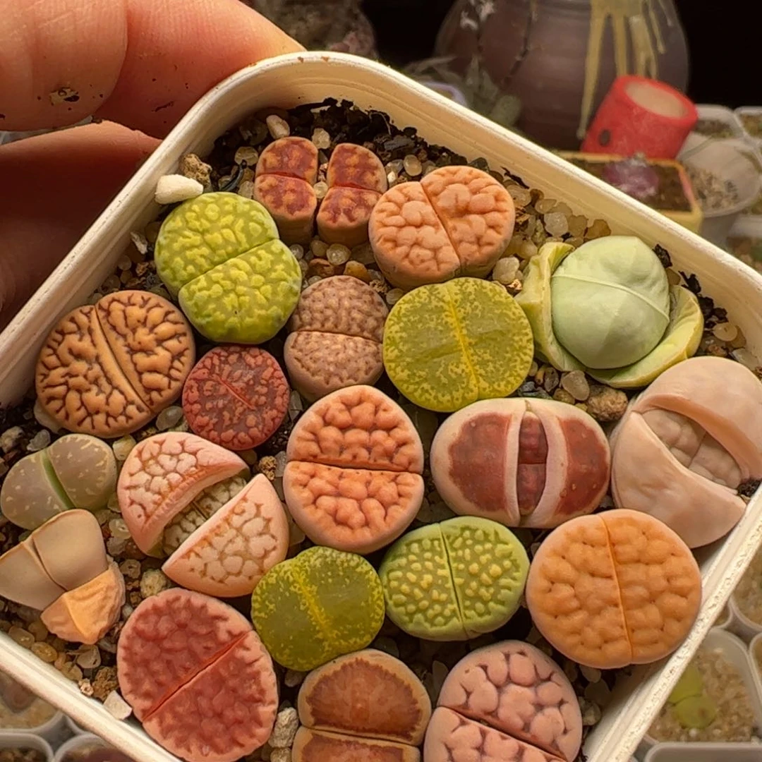 多肉植物百科3669