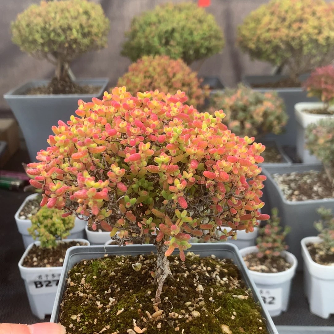 284蜜橘糖球福利。