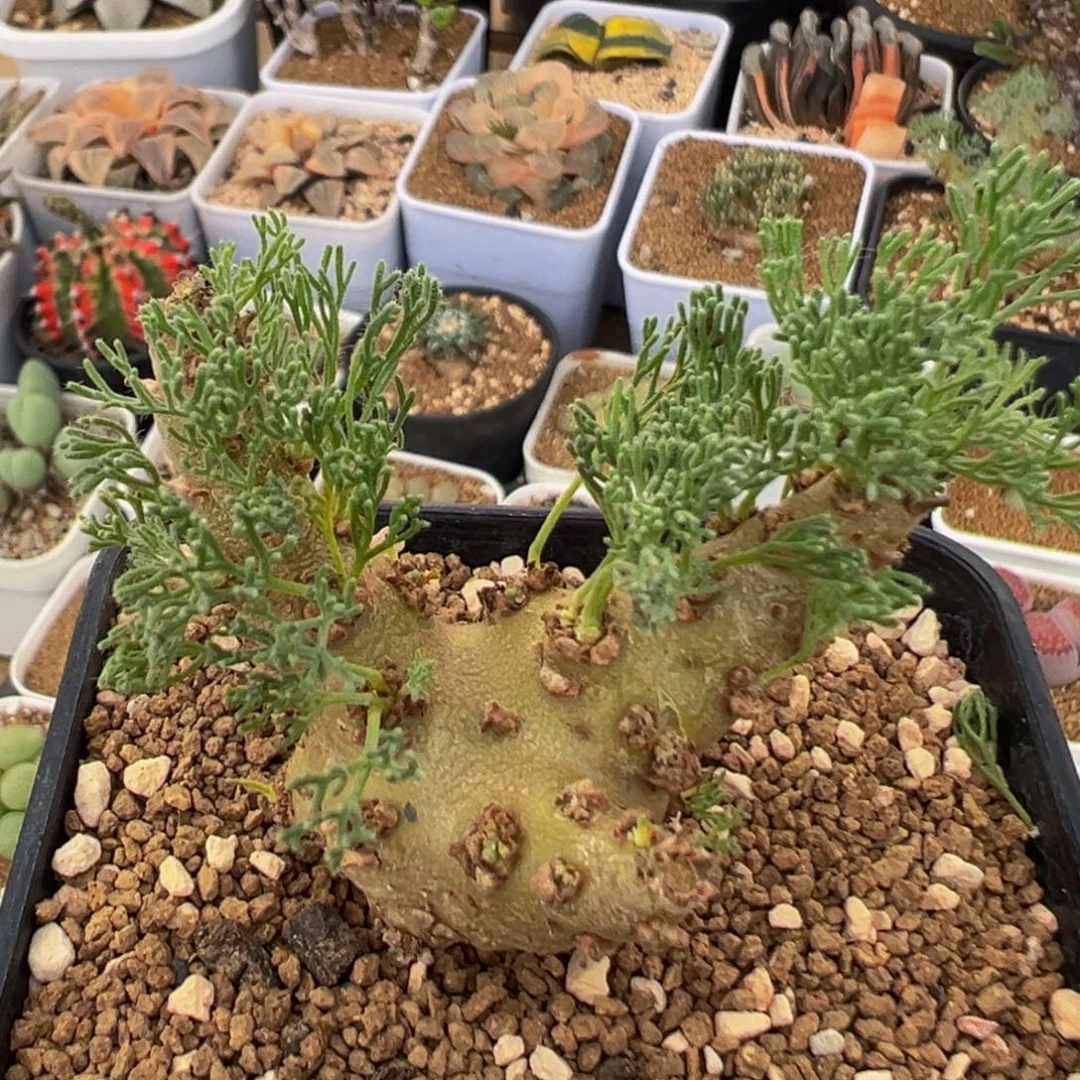 33多肉植物百科白皮月界