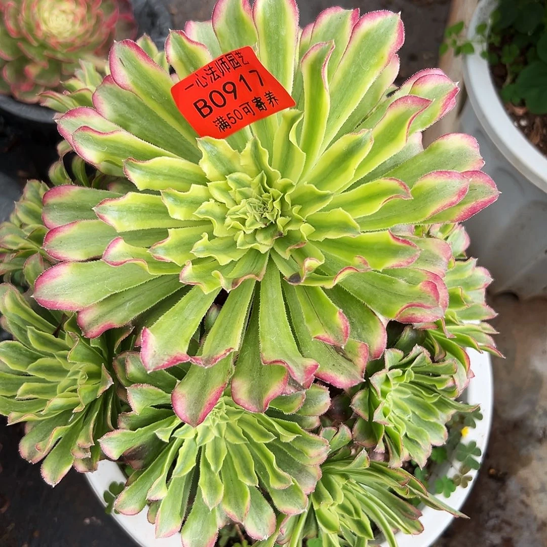 0917多肉植物绿仙墨