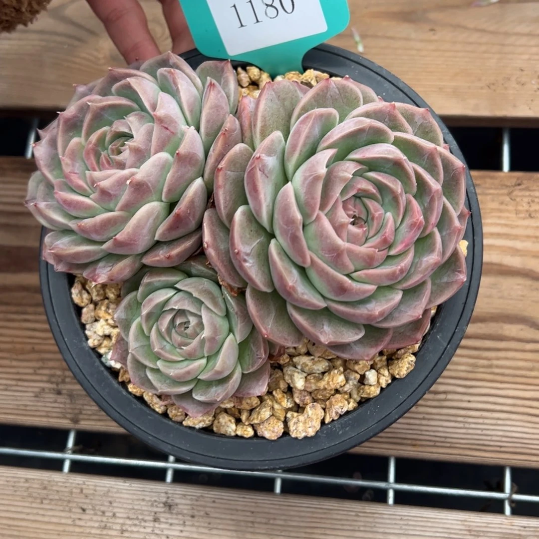 可***头1180肉多么多么多么