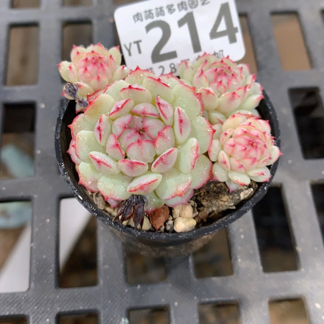 肉萌萌拇指盆精控多肉YT214