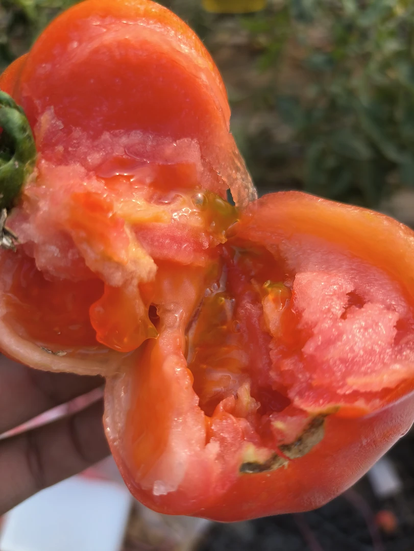 【现摘现发】山东草莓西红柿铁皮柿子5斤水果西红柿自然熟酸甜可口