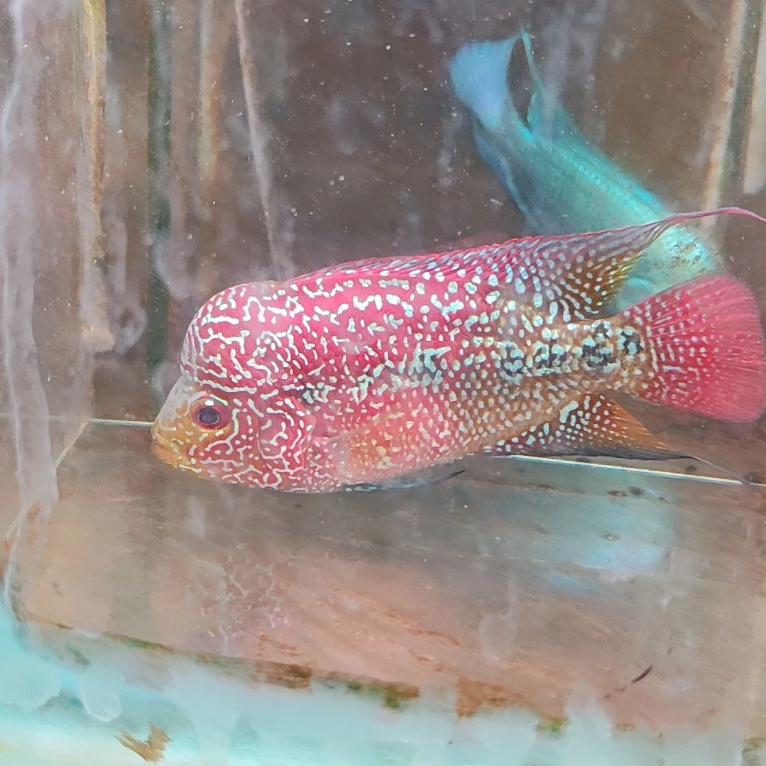 罗汉鱼2222222222222