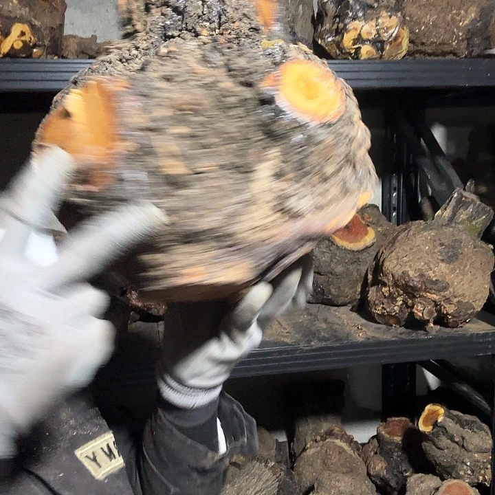 南***涛香榧木火琉璃的故事是什么