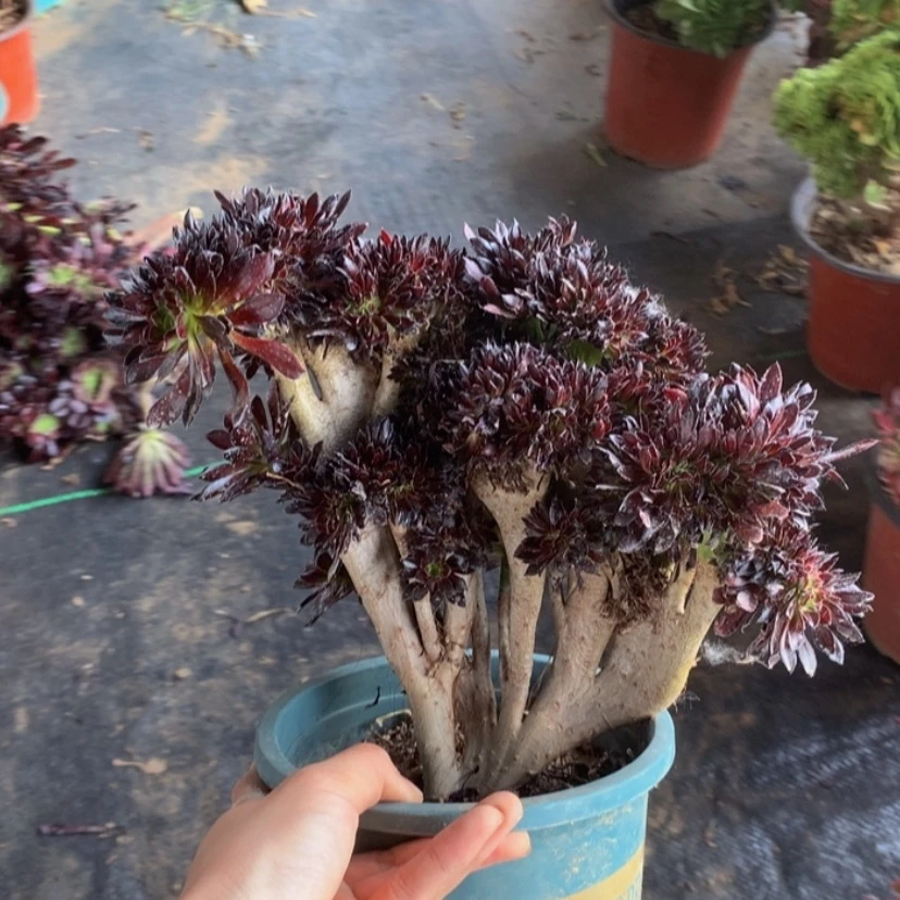 【闪购商品】特价113