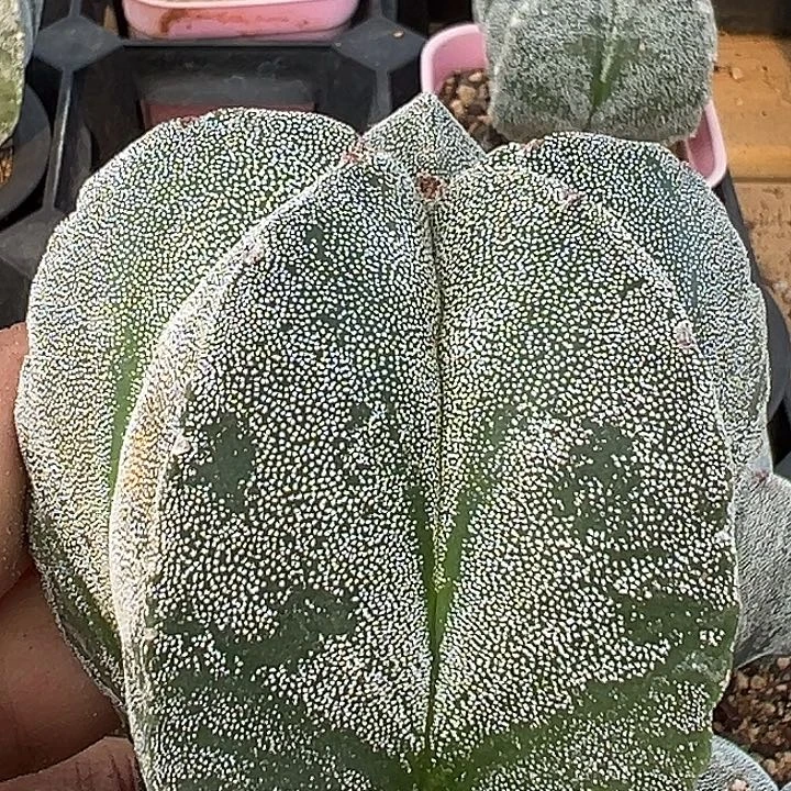 649根实生鸾特价多肉植物