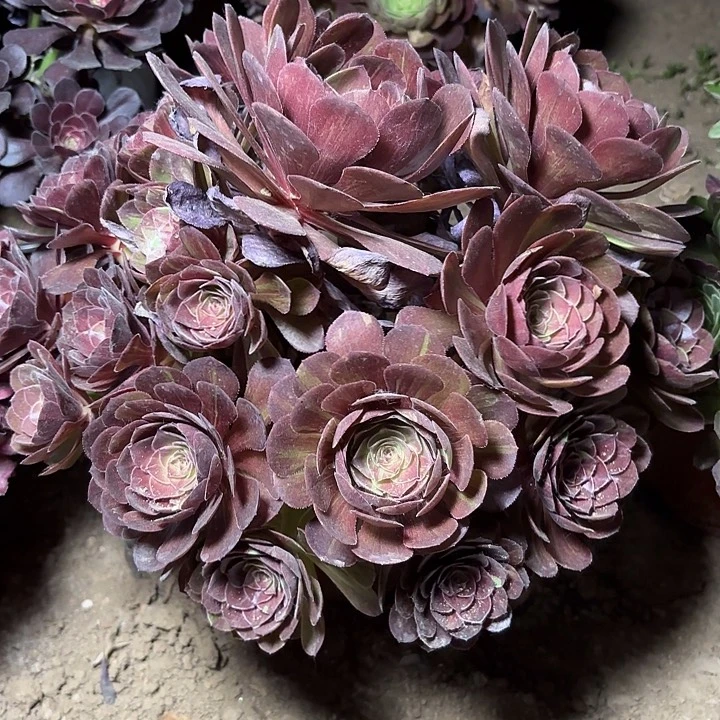 多肉植物花月夜18