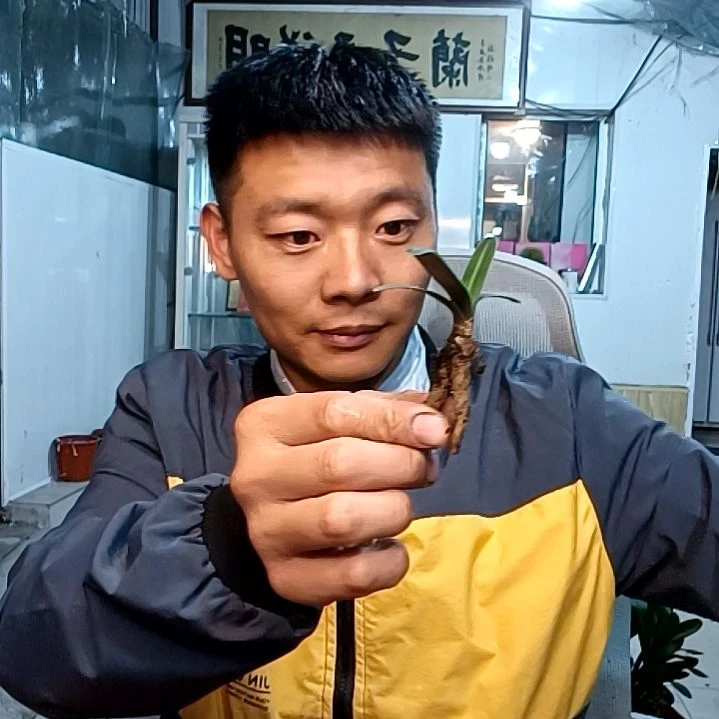 @高贵118毛兰8888