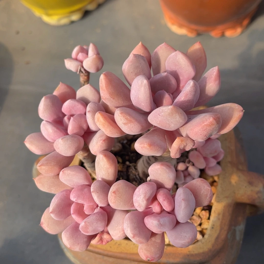 丸叶丘比特老桩群