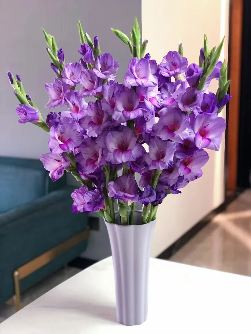 【买5枝+送5枝】紫色剑兰鲜切花产地直发品质保证好养护年宵花