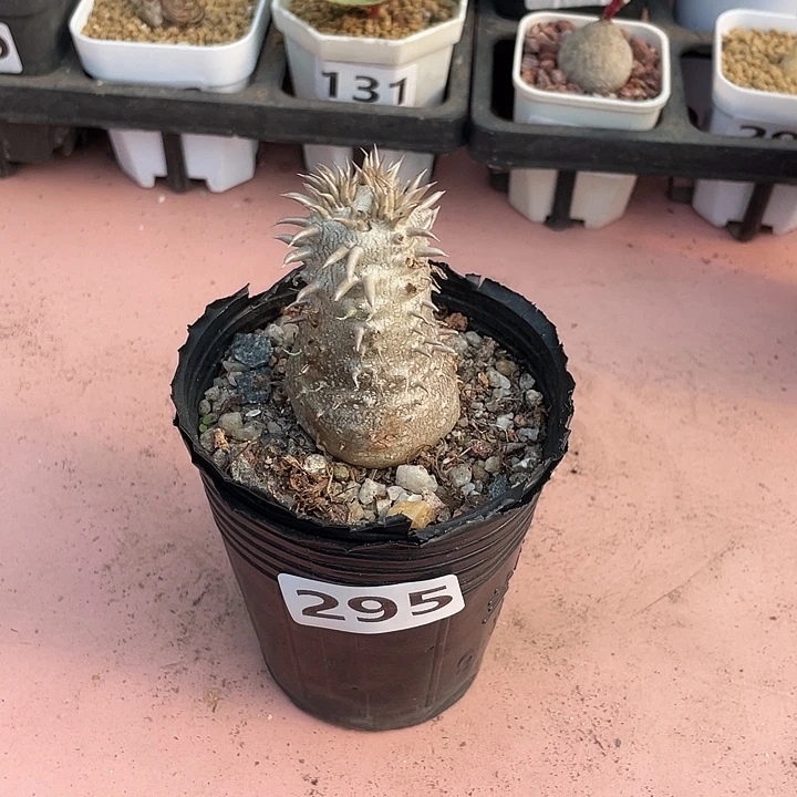 295惠比大黑块根，