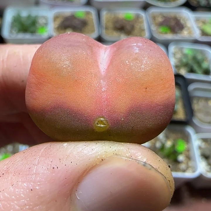 2.3瑕疵多肉植物15