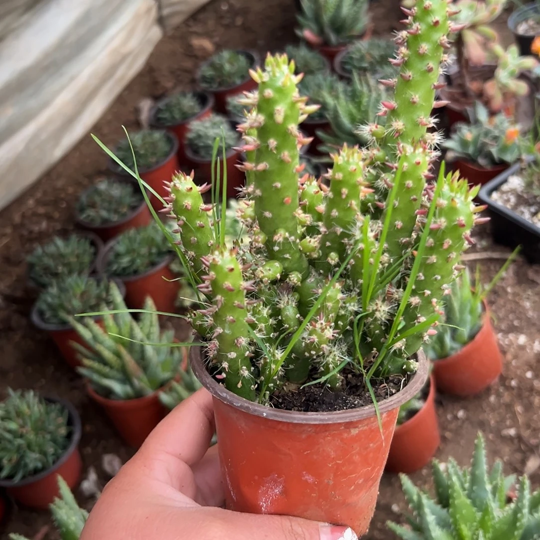 多肉植物多肉植物