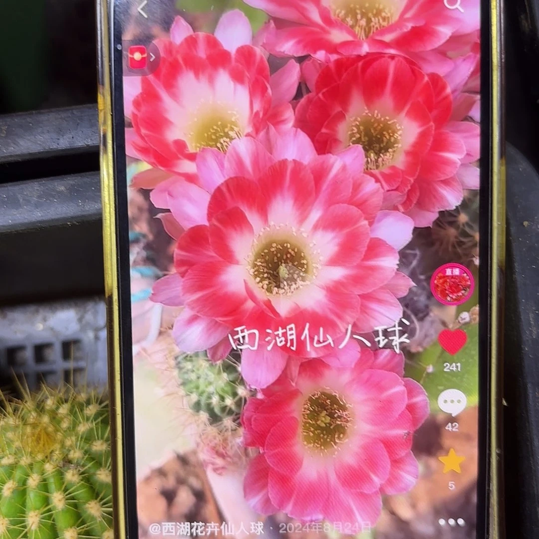 德一丽花侧牙20包邮19