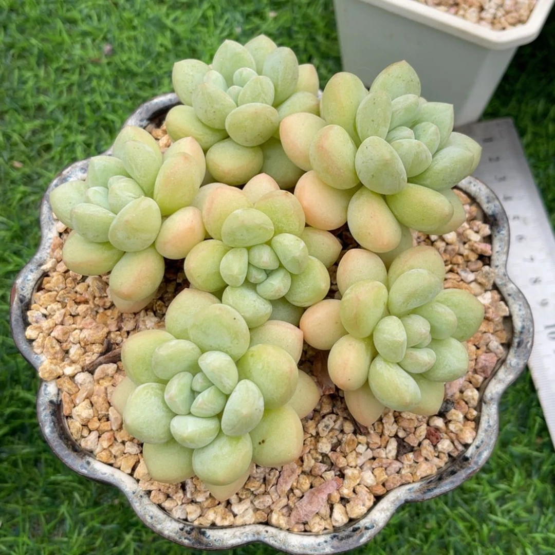阿****小可爱。手捧。泡泡。 发货