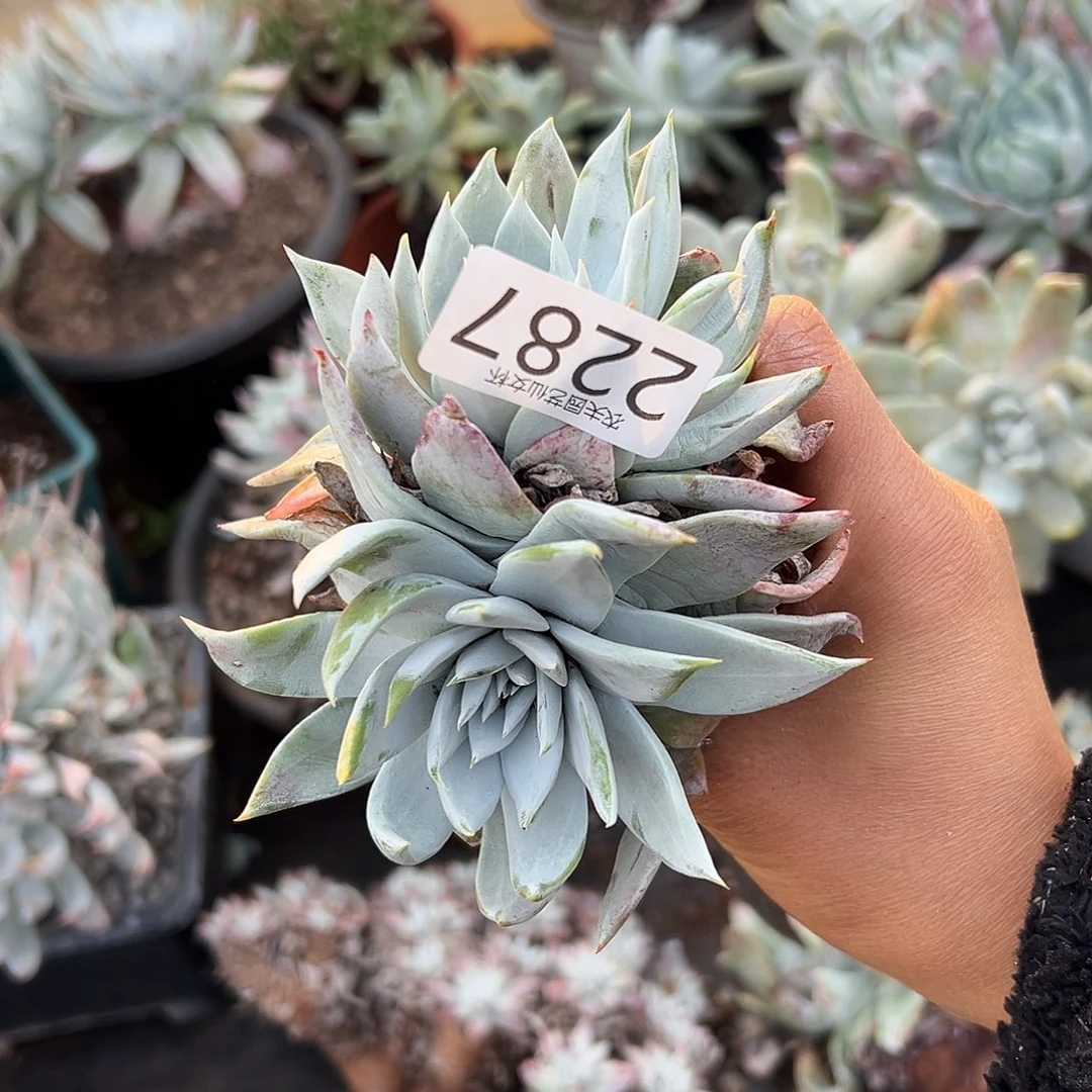 白衣圣徒仙女杯多肉。