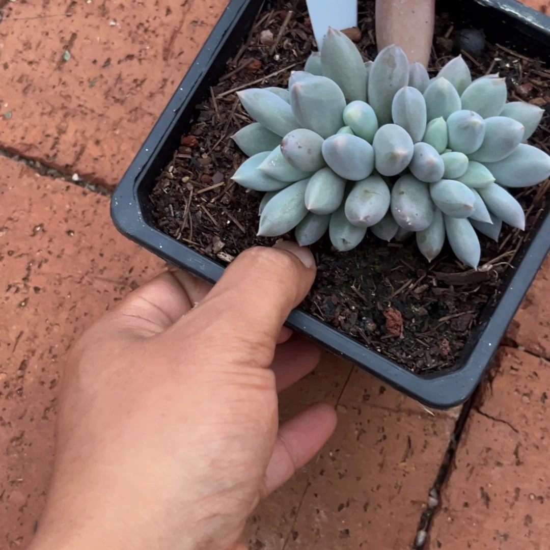一***家海豚体哥特多肉植物629