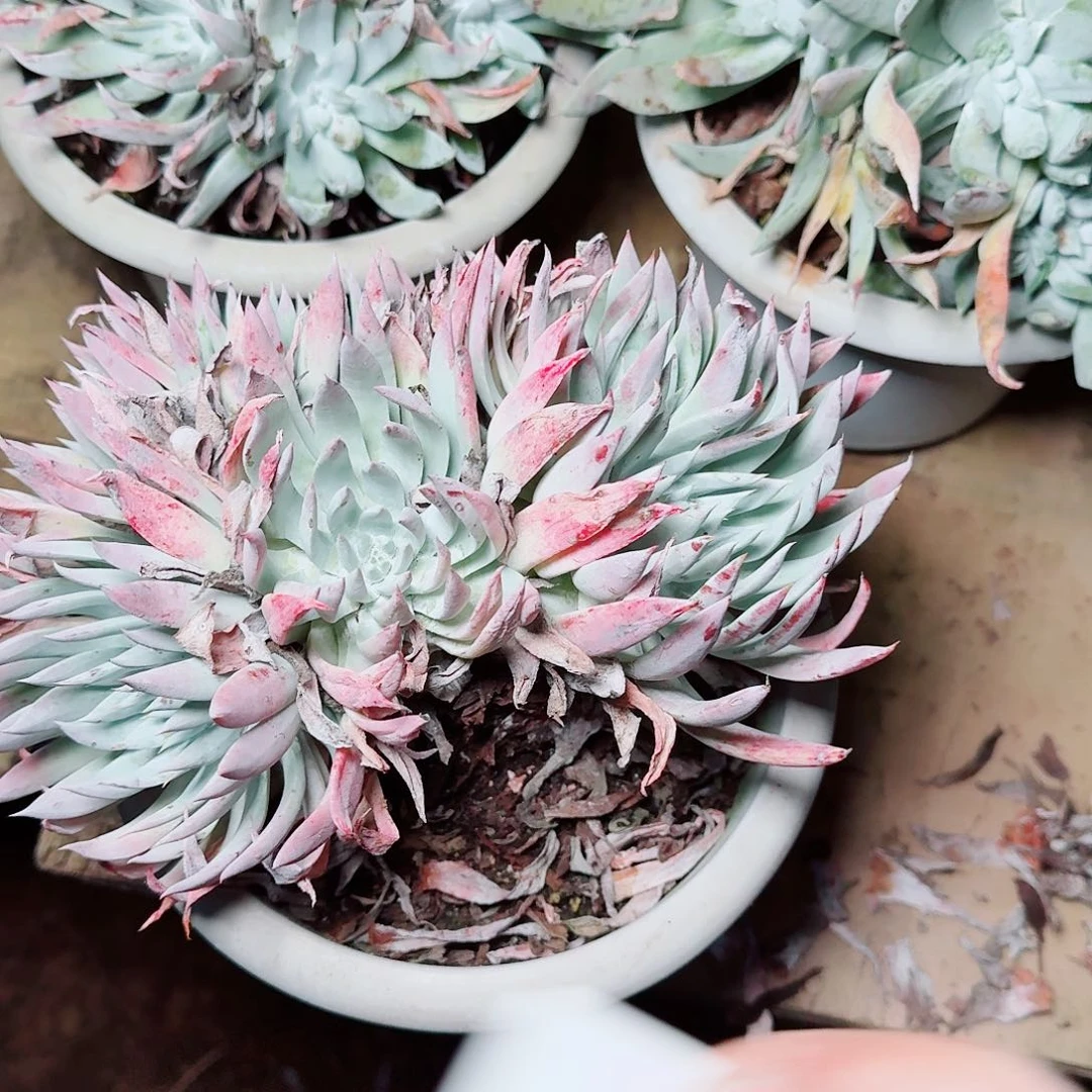 8474雪奴仙女杯多肉