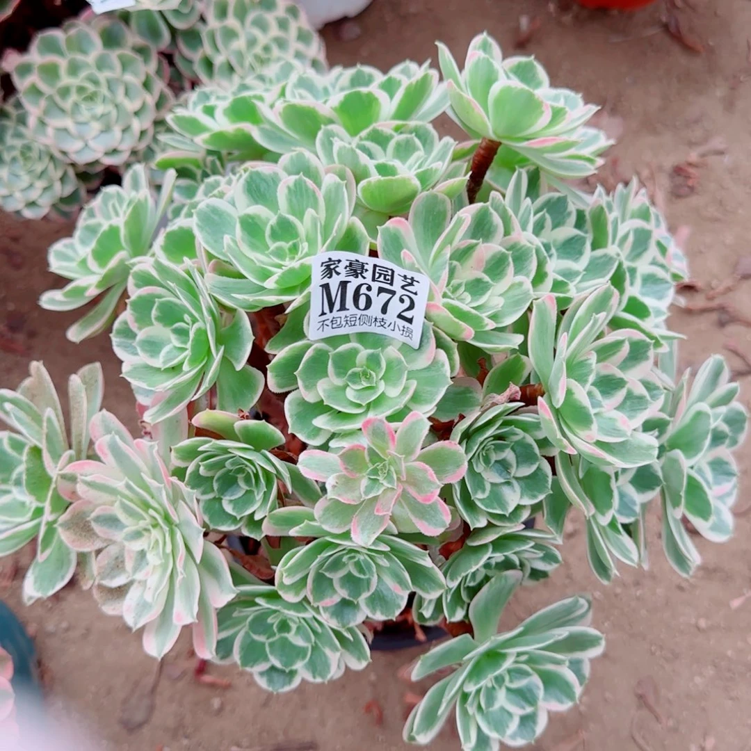 672发师多肉植物冠幅30