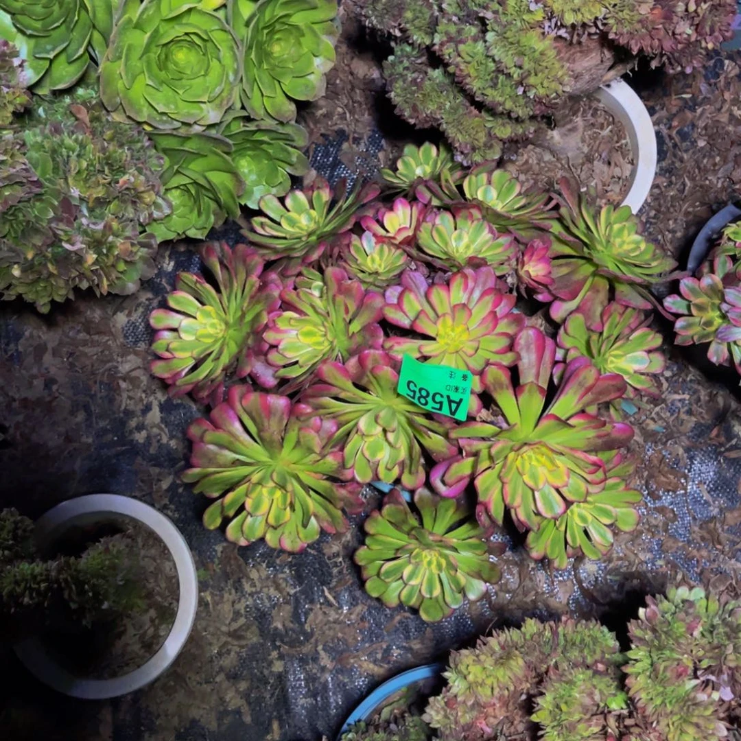 舞天姬法师朵朵1-44