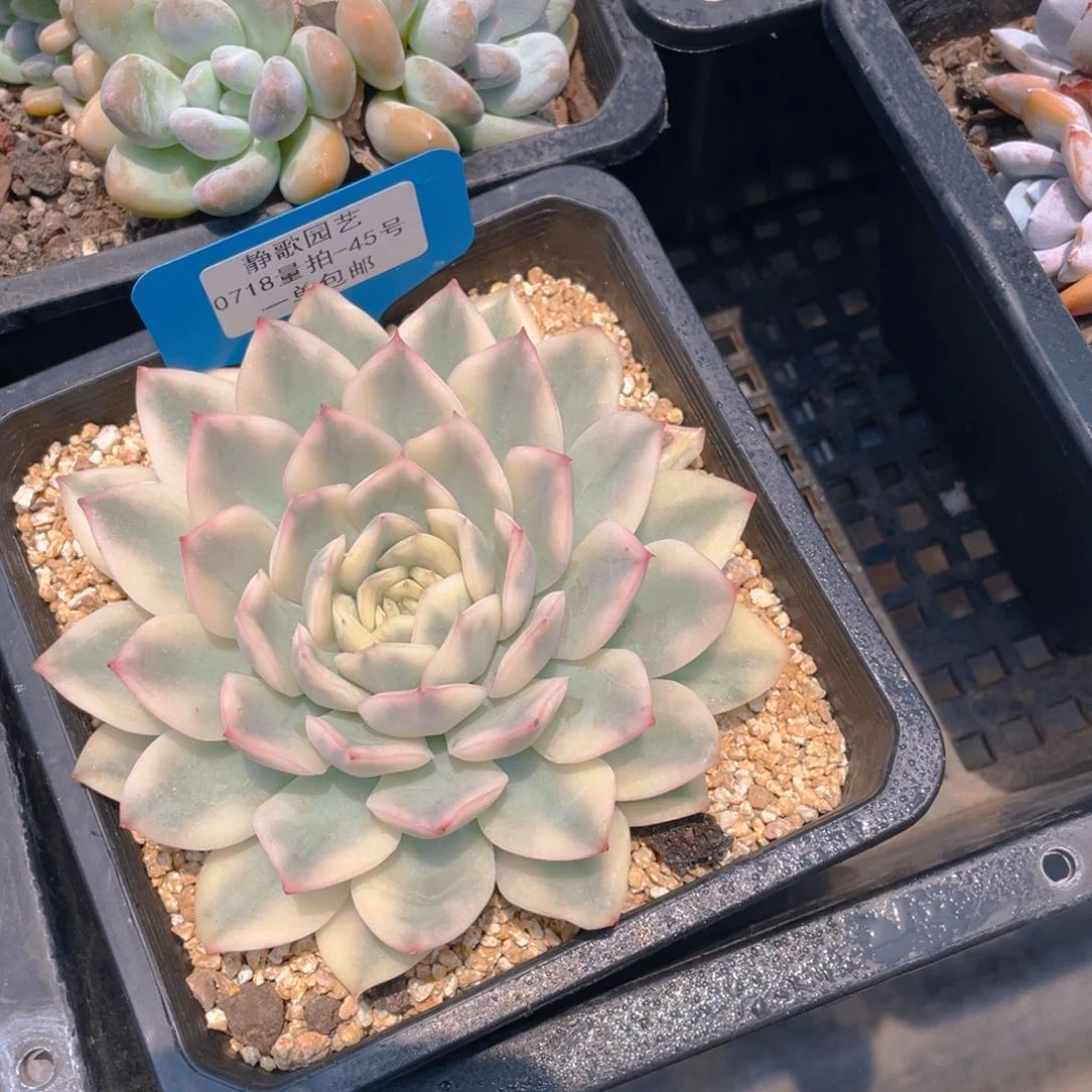 0718-45-月亮仙子锦大单头一颗